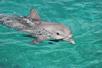 Curacao - Seeaquarium