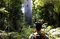 Neuseeland - Waiharara Kauri Forest