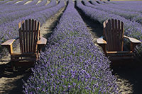 Neuseeland - Ben Ohau Lavender Farm
