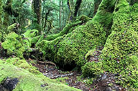 Neuseeland - Fiordland National Park - Lake Gunn Nature Walk