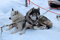 Husky Safari