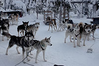 Husky Safari