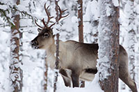 Reindeer Farm