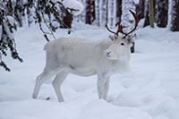 Reindeer Farm