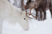 Reindeer Farm