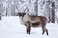 Reindeer Farm