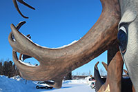 Reindeer