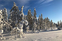 Wanderung zur Reindeer Farm