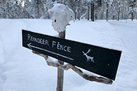Wanderung zur Reindeer Farm