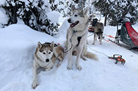 Husky Safari
