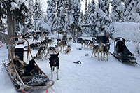 Husky Safari