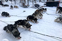 Husky Safari